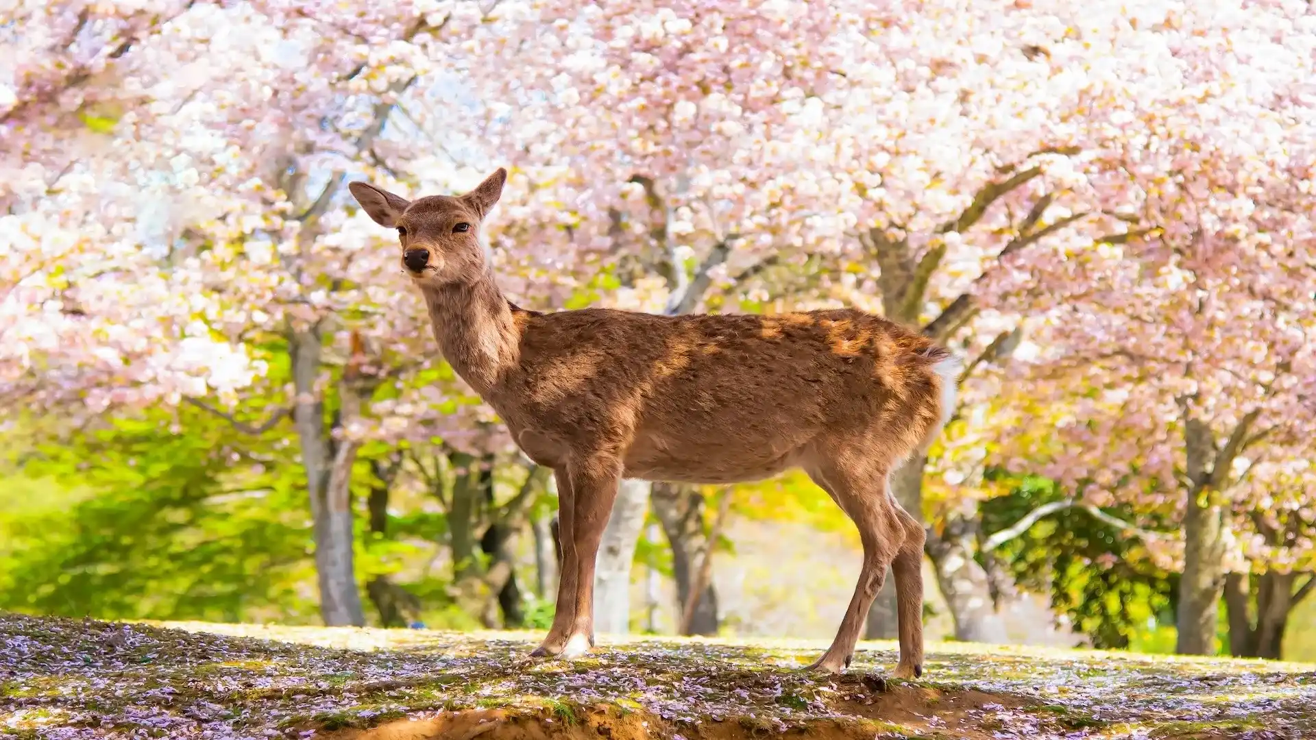 japan_nara_park